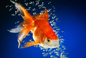Be a goldfish - Ted Lasso quotes
